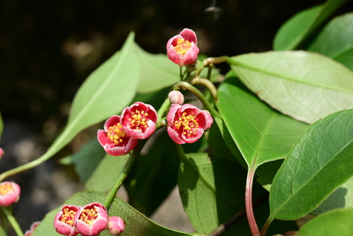 Actinidia coriacea (Leather-leaved actinidia) — photo