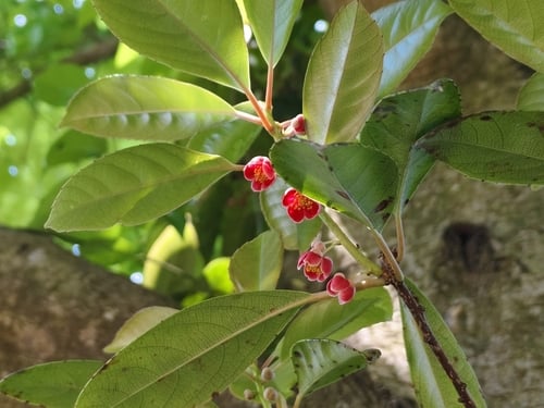 Actinidia coriacea