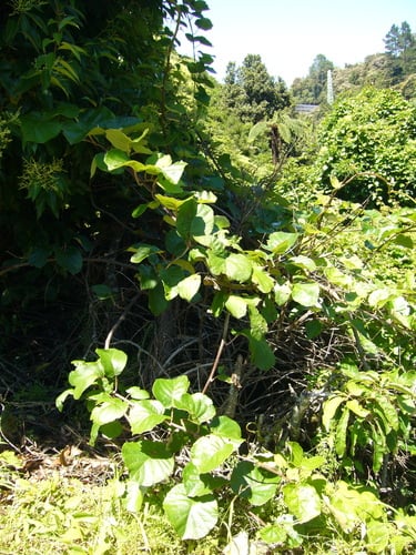Actinidia deliciosa
