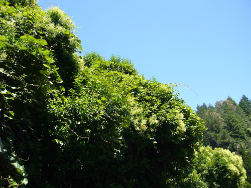 Actinidia deliciosa (Chinese gooseberry) — photo