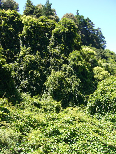 Actinidia deliciosa (Chinese gooseberry) — photo