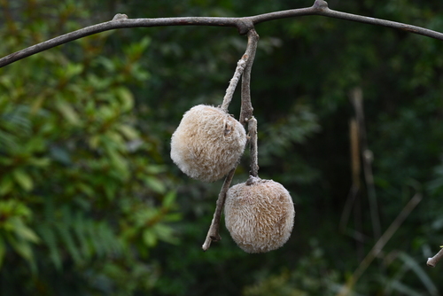 Actinidia eriantha (Velvet vine) — photo