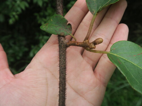 Actinidia hemsleyana — photo