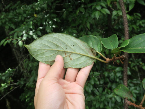 Actinidia hemsleyana — photo