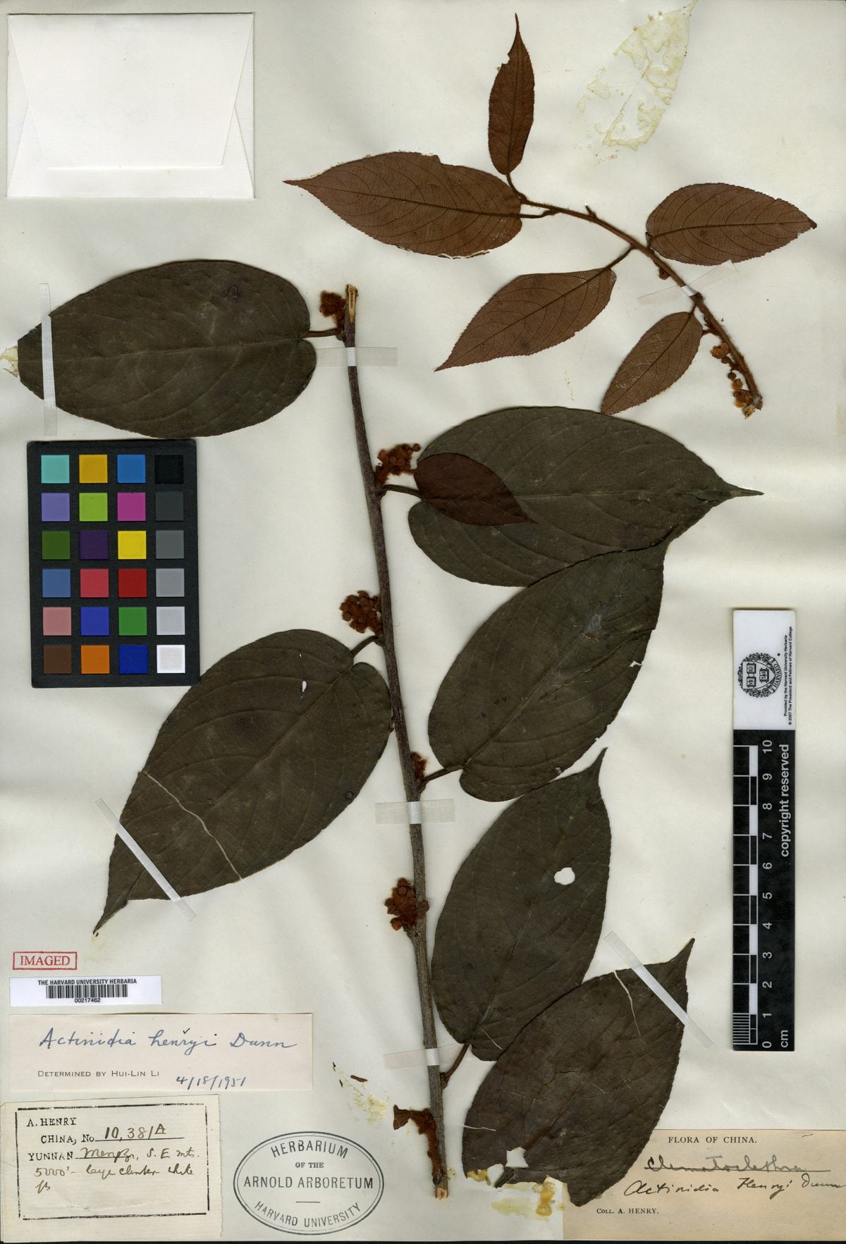 Actinidia henryi