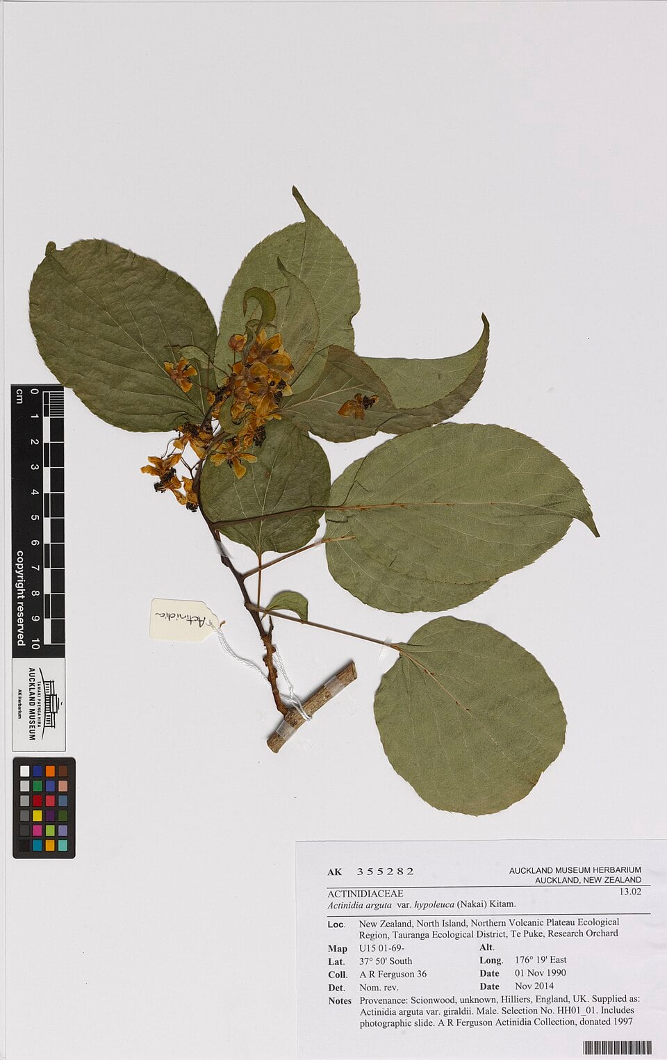 Actinidia hypoleuca — photo