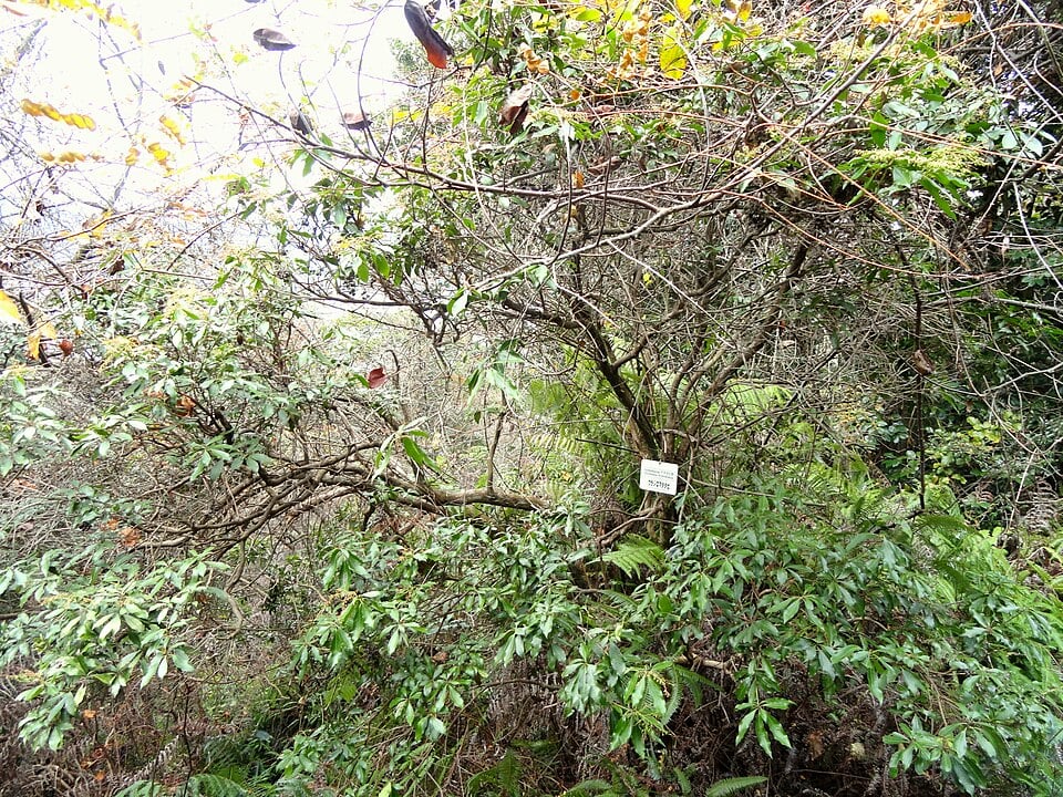 Actinidia hypoleuca