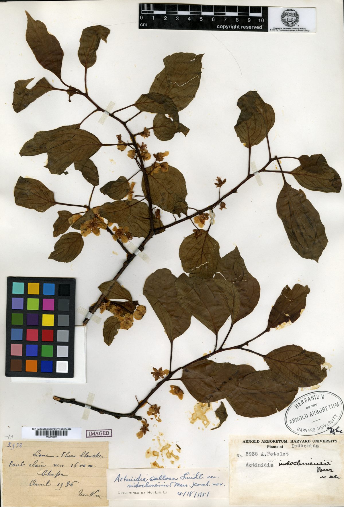 Actinidia indochinensis — photo