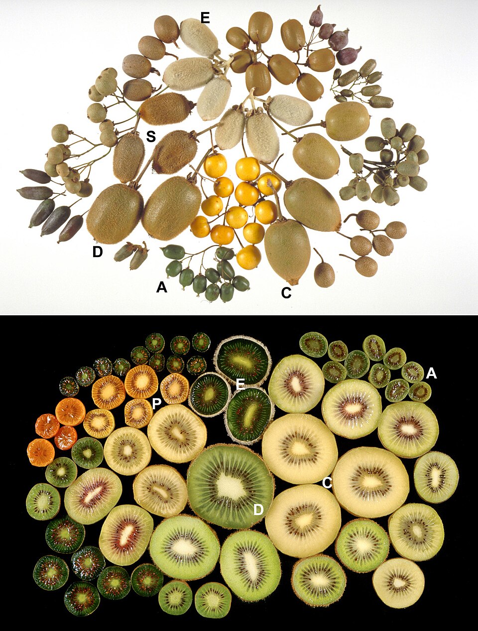 Actinidia indochinensis