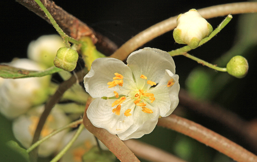 Actinidia kolomikta (Arctic Beauty) — photo