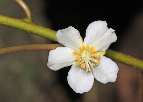 Actinidia kolomikta (Arctic Beauty) — photo
