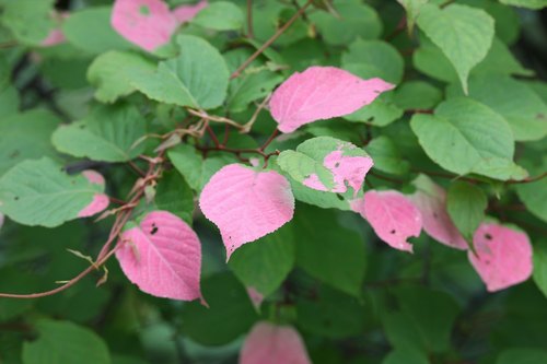 Actinidia kolomikta