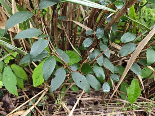 Actinidia lanceolata — photo