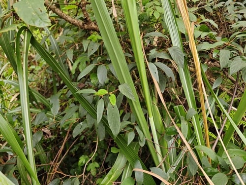 Actinidia lanceolata — photo