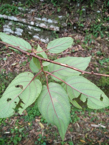 Actinidia latifolia (Broad-leaved actinidia) — photo