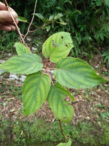 Actinidia latifolia