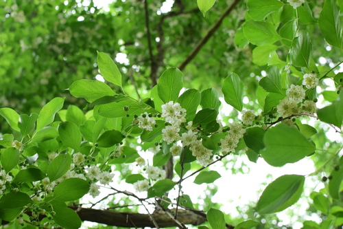 Actinidia macrosperma (Catnip kiwifruit) — photo