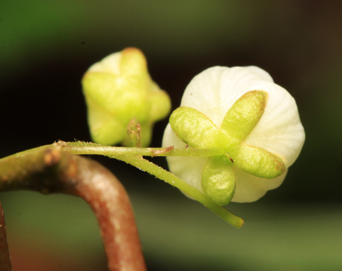 Actinidia maloides — photo