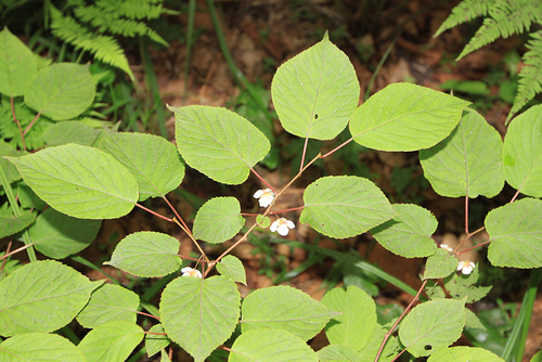Actinidia maloides