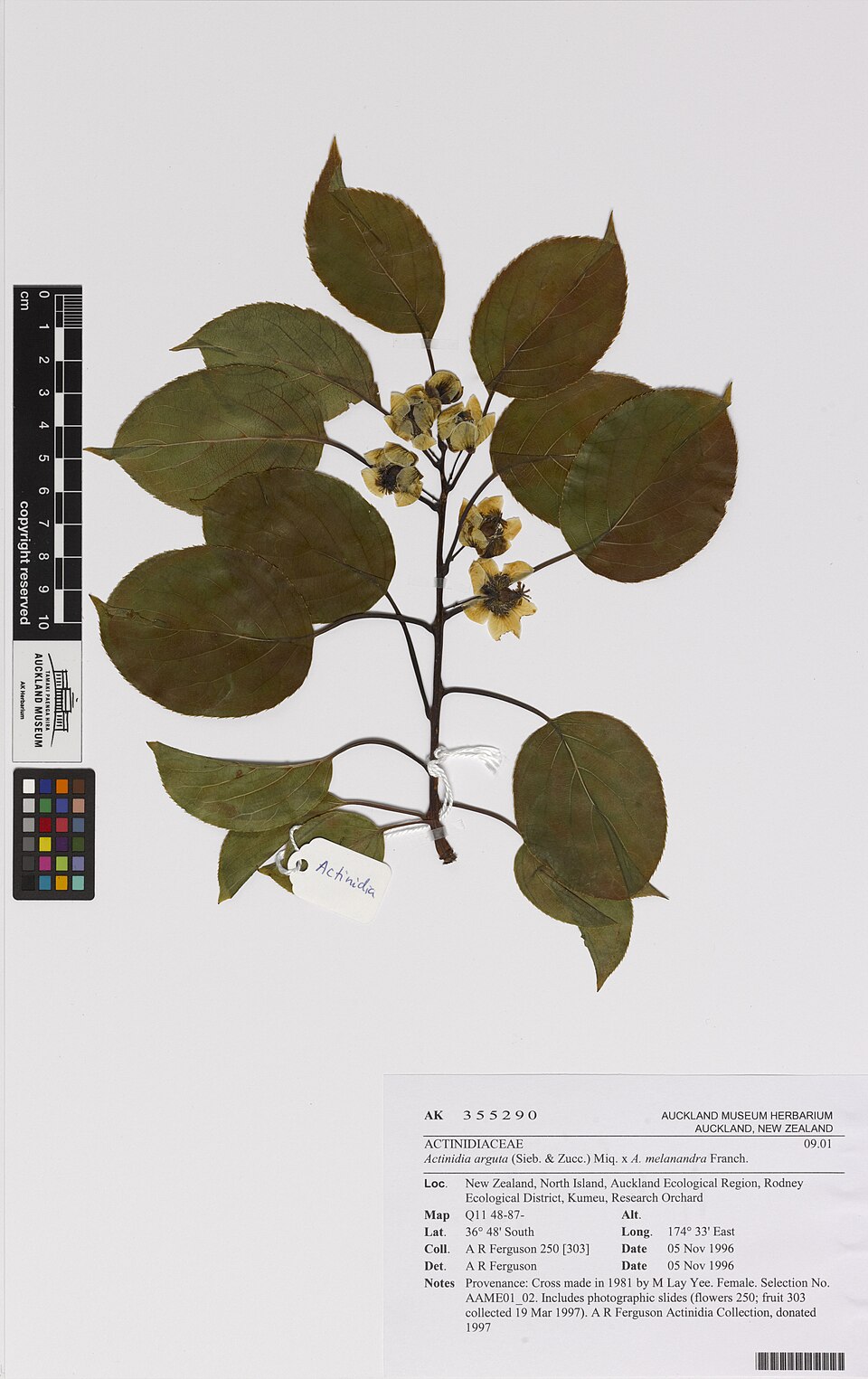 Actinidia melanandra