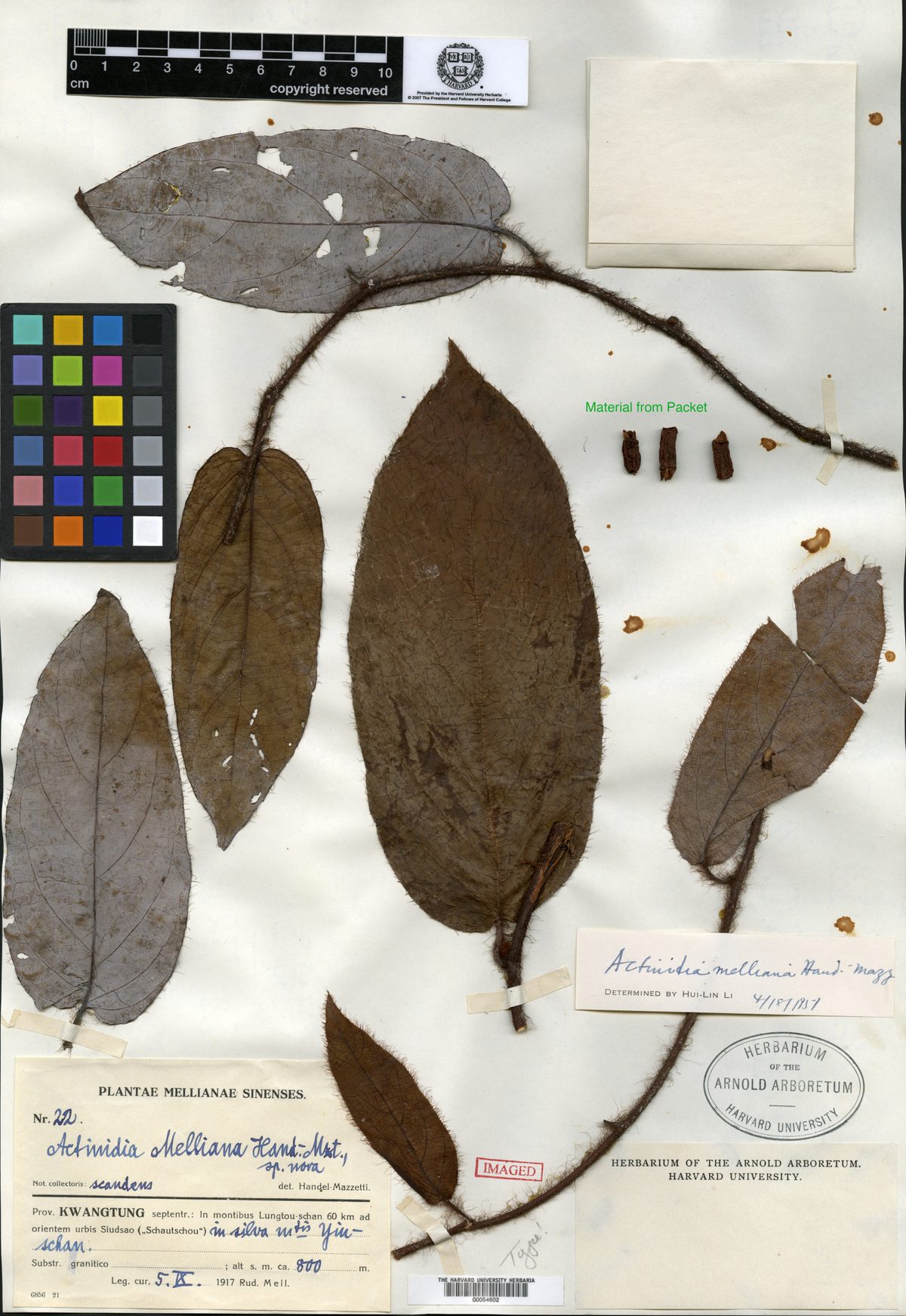 Actinidia melliana