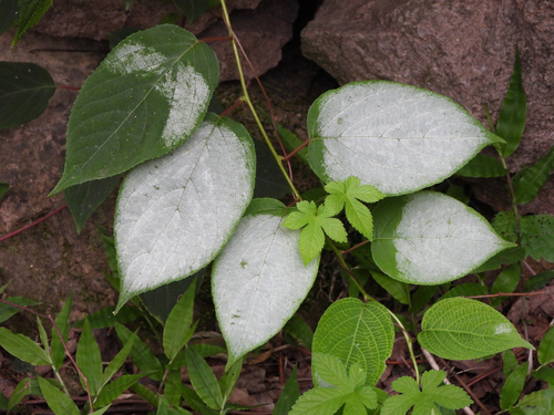 Actinidia polygama (Silver vine) — photo