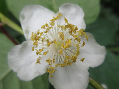 Actinidia polygama (Silver vine) — photo