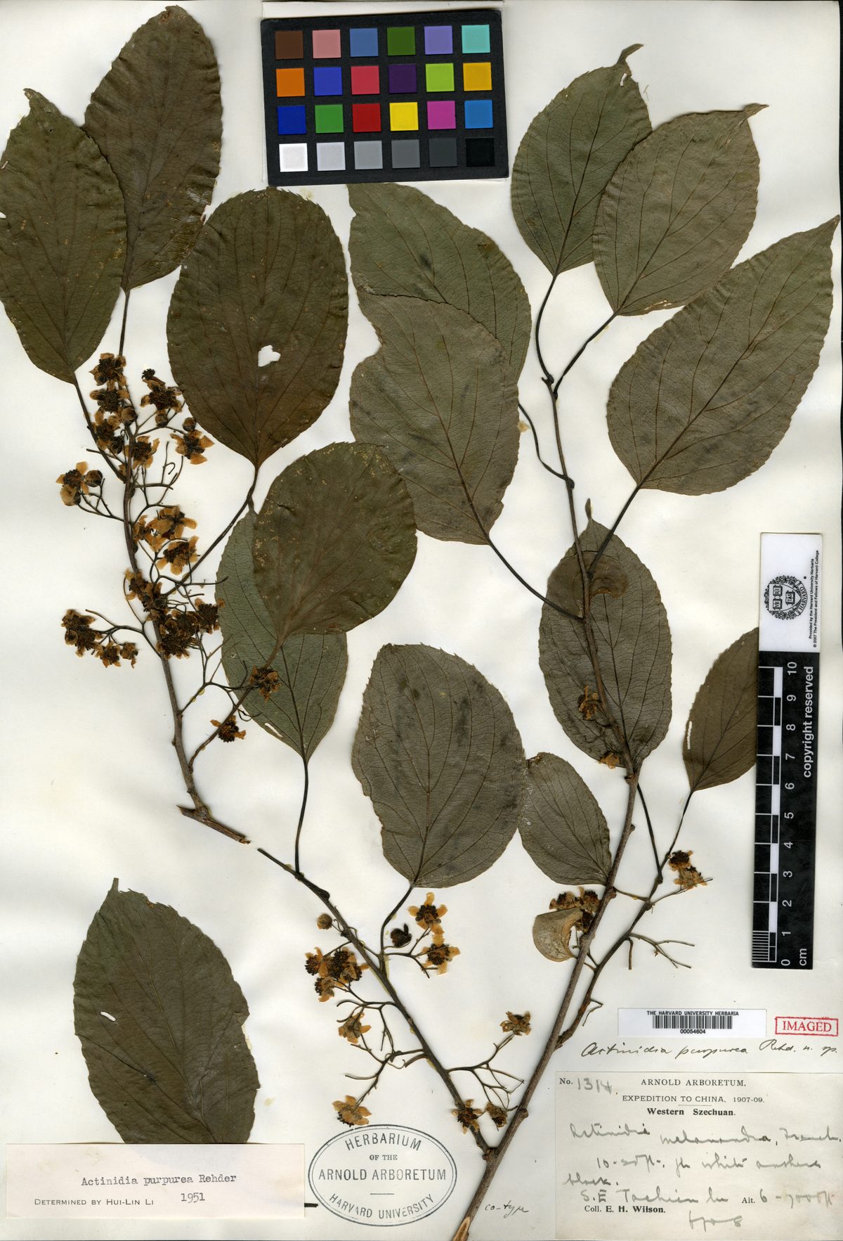 Actinidia purpurea (Purple Chinese gooseberry) — photo