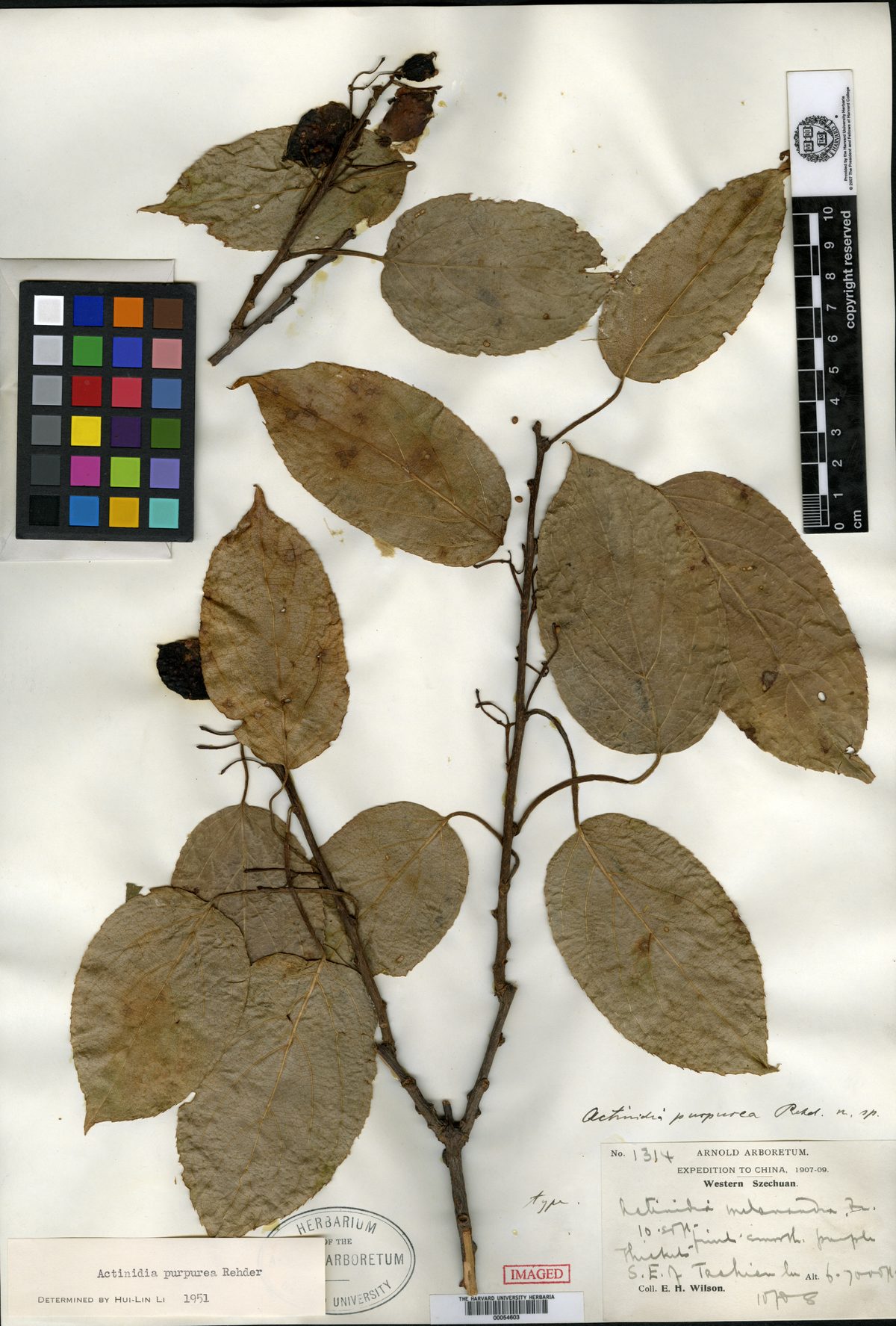 Actinidia purpurea (Purple Chinese gooseberry) — photo