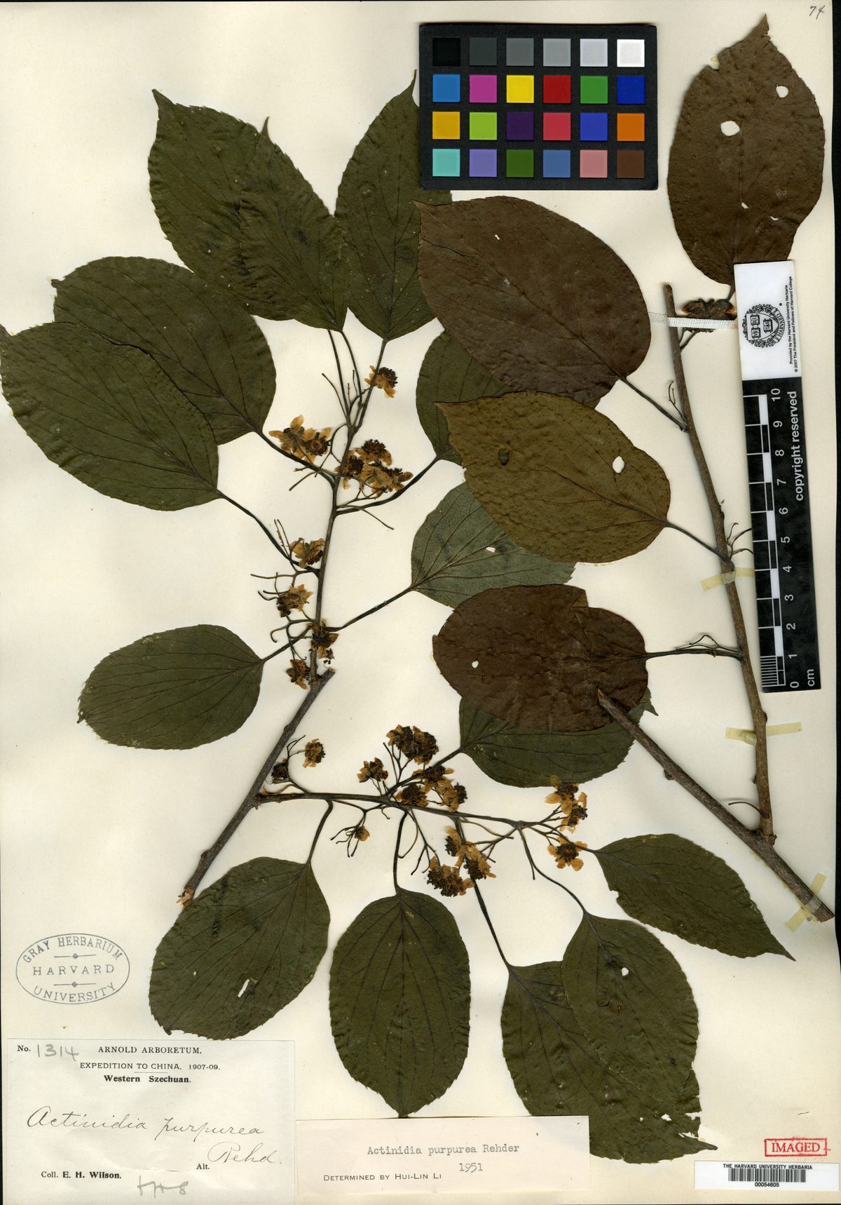 Actinidia purpurea