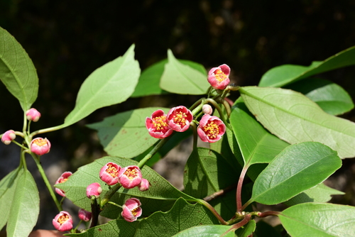 Actinidia rubricaulis (Chinese Egg Gooseberry) — photo