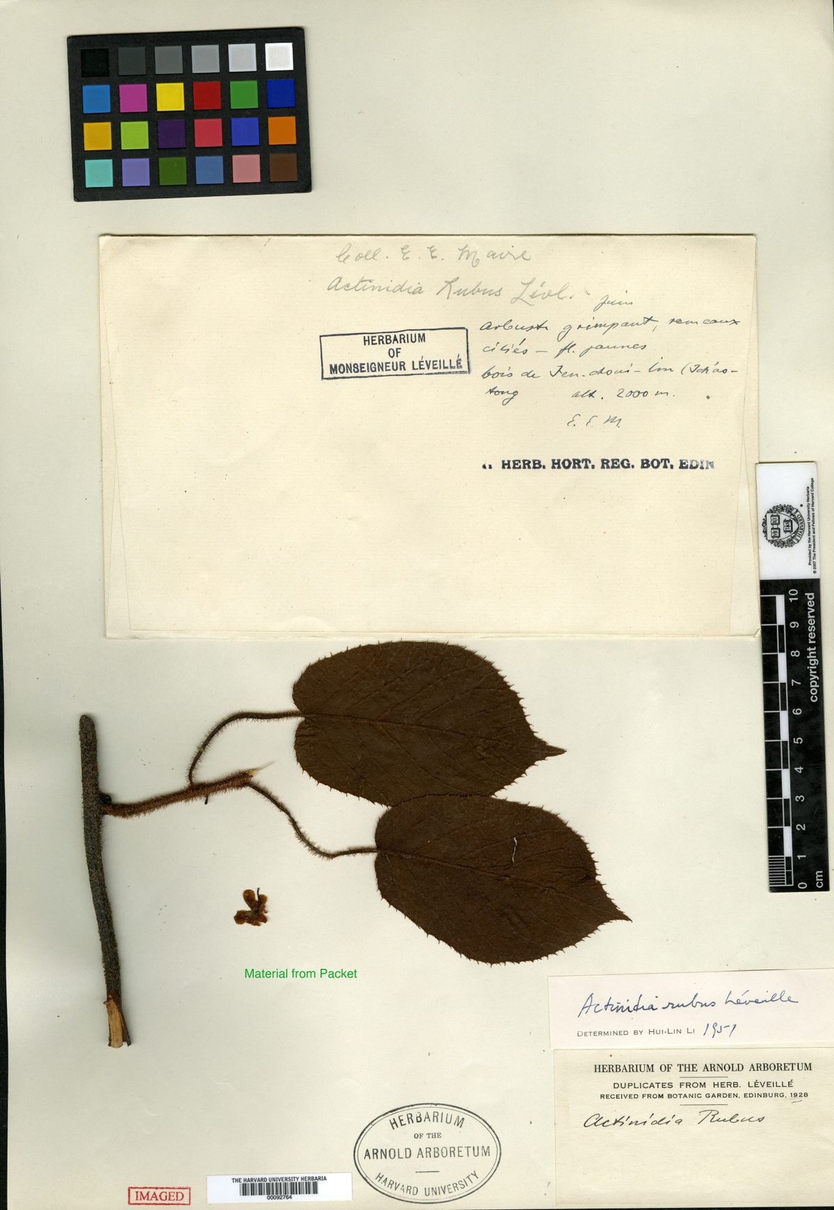 Actinidia rubus