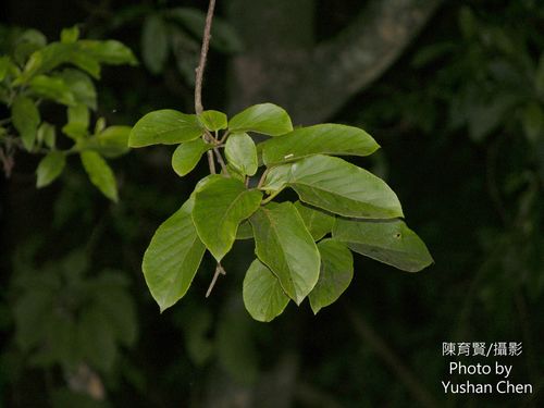 Actinidia rufa — photo