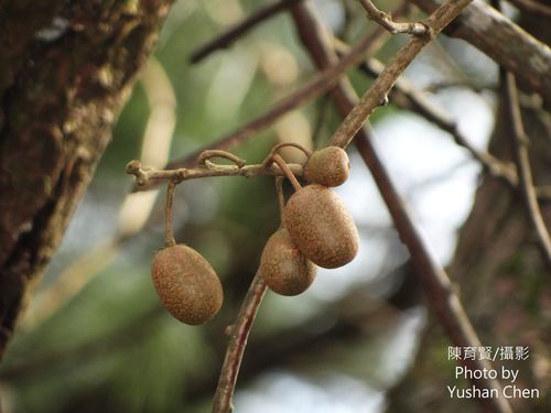 Actinidia rufa — photo