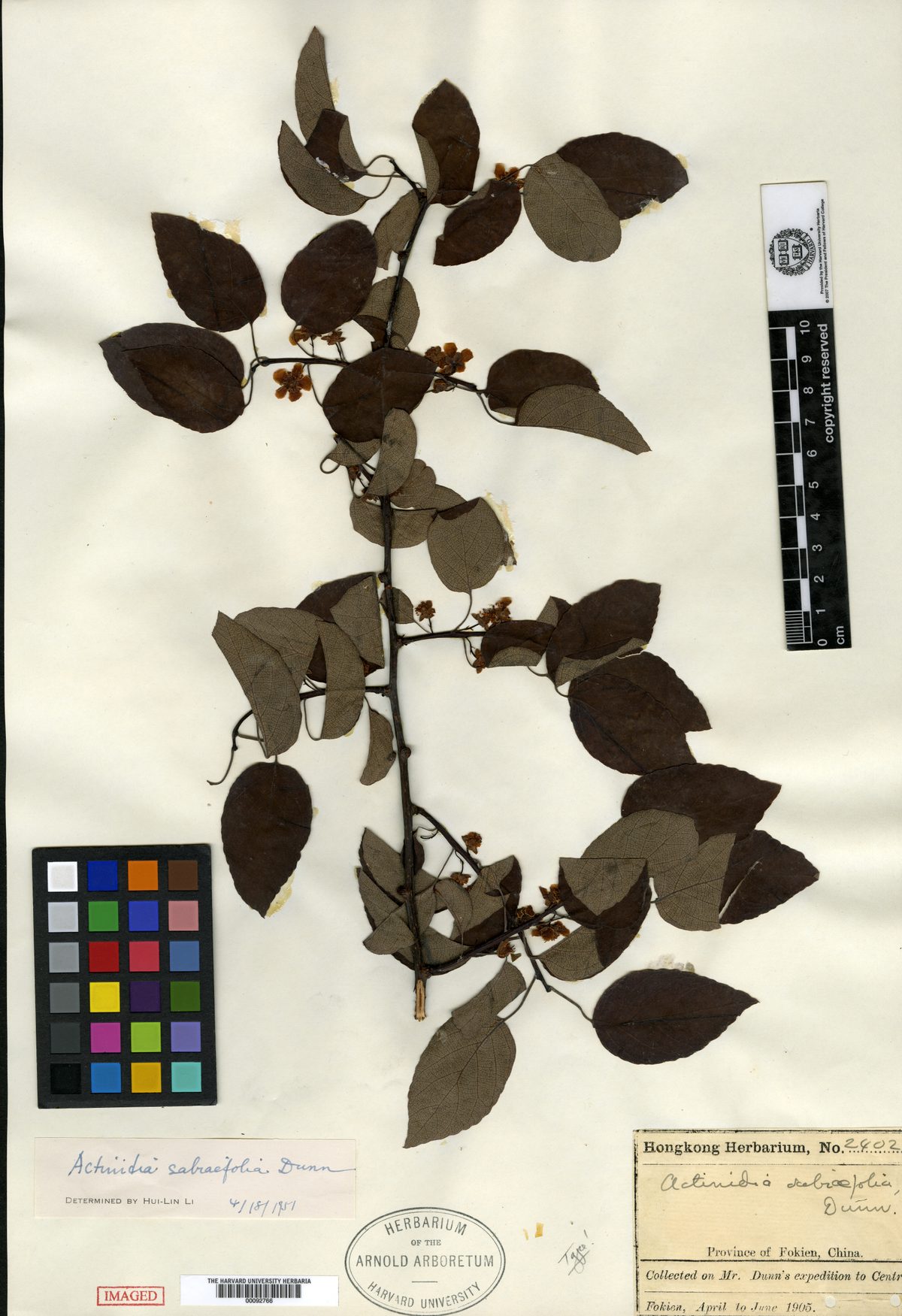 Actinidia sabiifolia — photo