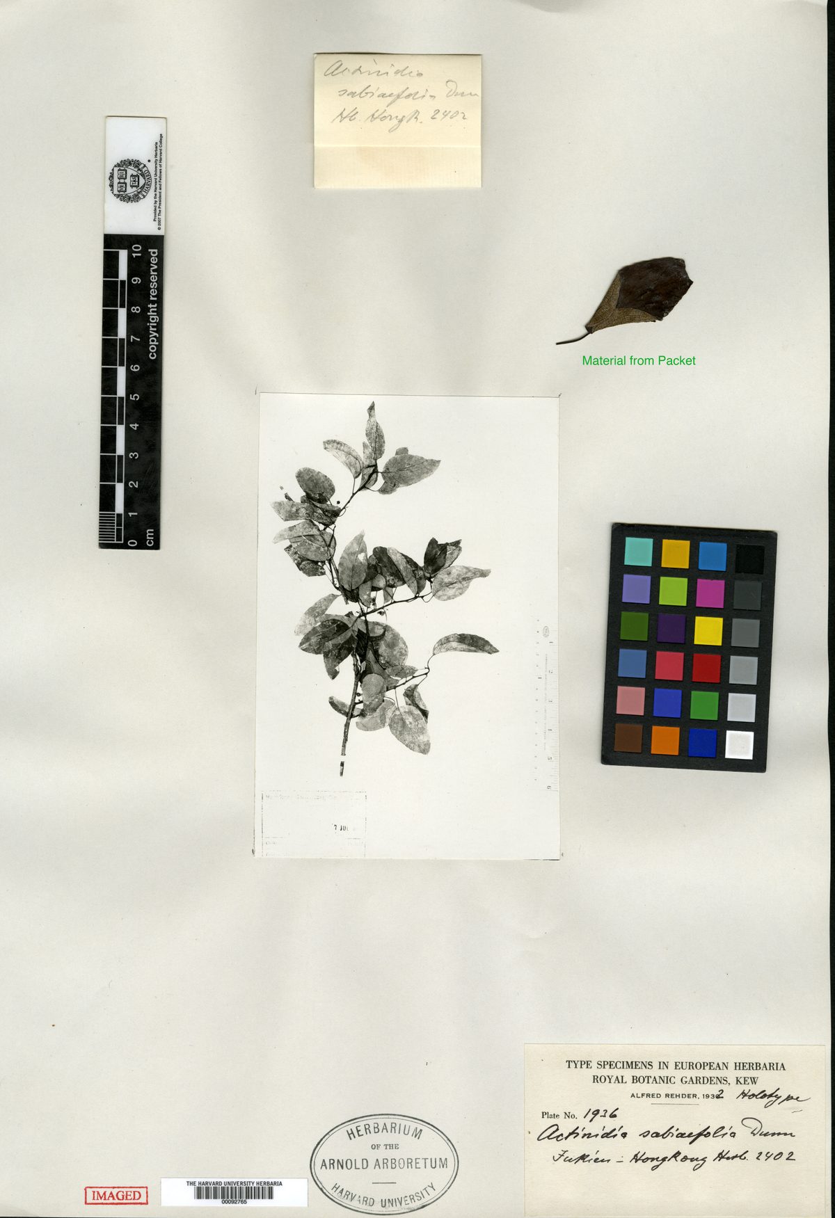 Actinidia sabiifolia — photo