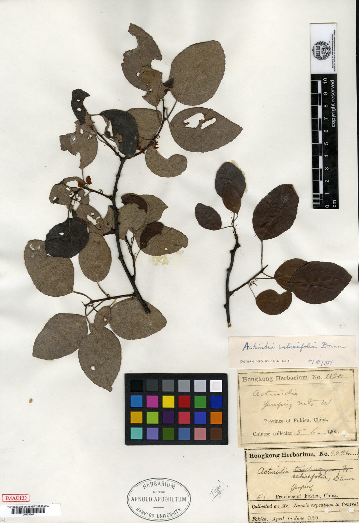 Actinidia sabiifolia