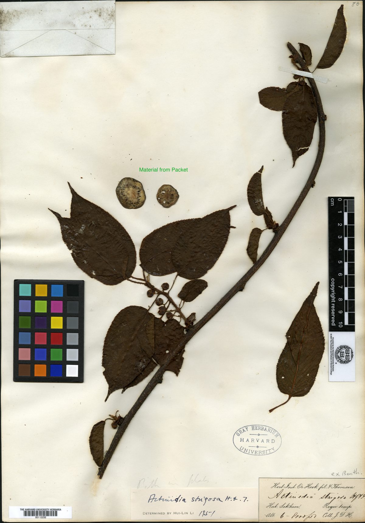 Actinidia strigosa