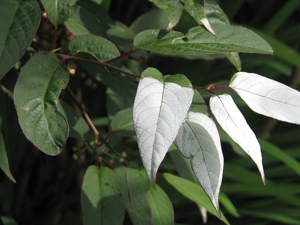 Actinidia tetramera — photo