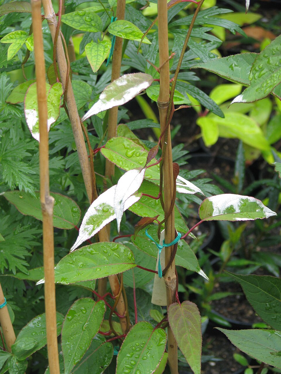 Actinidia tetramera