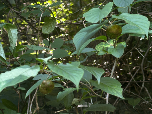 Actinidia valvata — photo