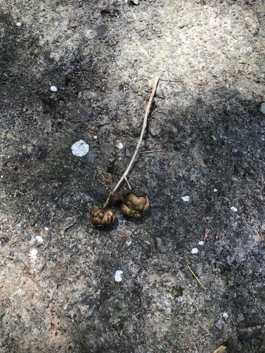 Actinidia valvata