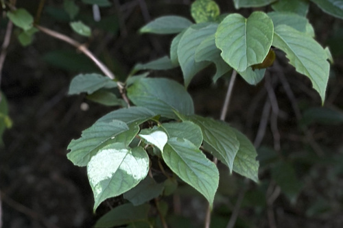 Actinidia valvata — photo