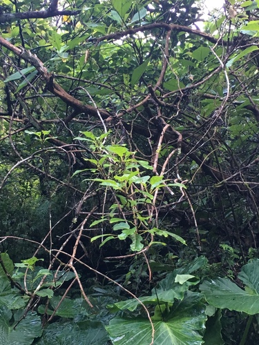 Actinidia venosa