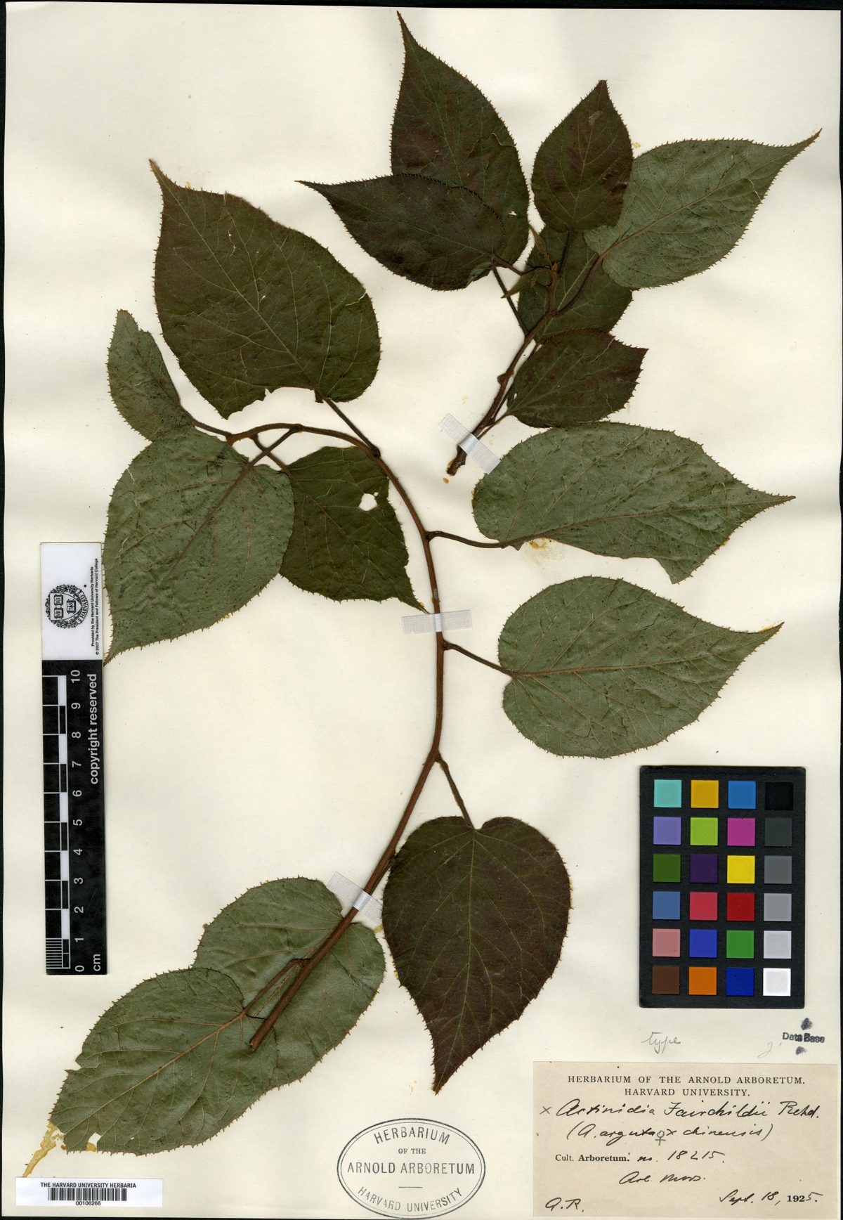 Actinidia x fairchildii