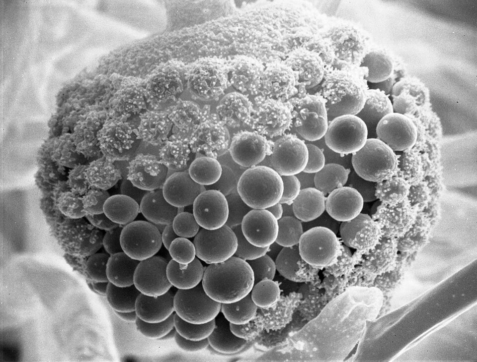Actinomucor elegans (Sufu mould) — photo