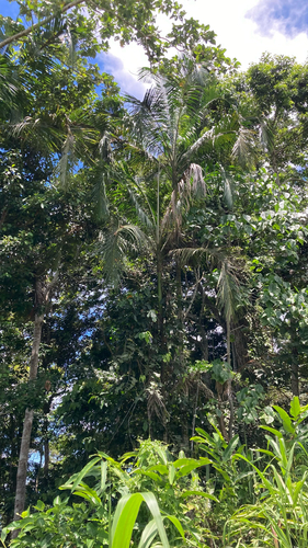 Actinorhytis calapparia (Calappa palm) — photo