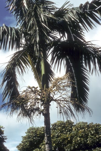 Actinorhytis calapparia