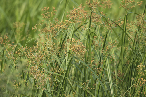 Actinoscirpus grossus (Giant bulrush) — photo