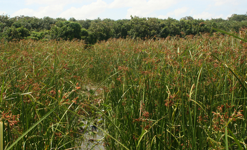 Actinoscirpus grossus (Giant bulrush) — photo